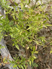 Clematis microphylla