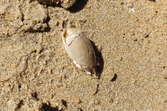 Emerita brasiliensis
