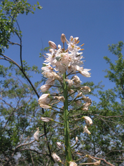 Eremurus robustus