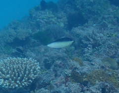 Anampses neoguinaicus