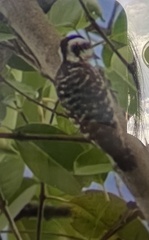 Yungipicus moluccensis