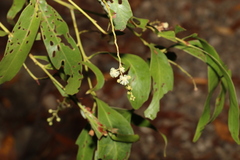 Acacia penninervis