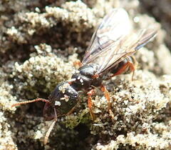 Amblyopone australis