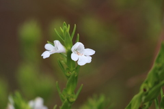 Prostanthera behriana