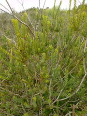 Leucadendron stellare