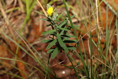 Crotalaria brevis