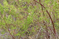 Prostanthera behriana