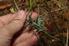 Crotalaria brevis