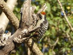 Dendrocoptes auriceps