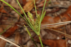 Cyperus cyperoides