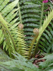 Blechnum gibbum