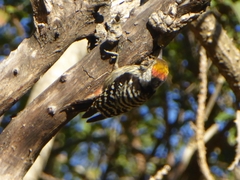 Dendrocoptes auriceps