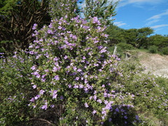Leucophyllum