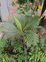 Blechnum gibbum