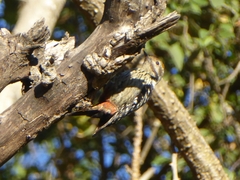 Dendrocoptes auriceps