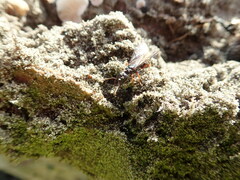 Amblyopone australis