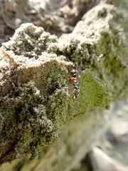 Amblyopone australis