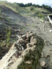 Amblyopone australis