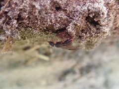 Amblyopone australis