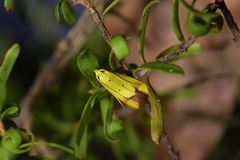 Gymnobathra flavidella