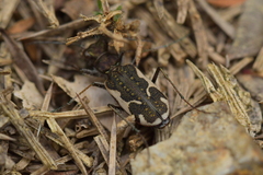 Neocicindela tuberculata