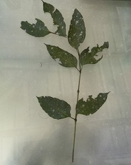 Polyscias australiana