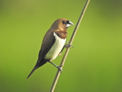 Lonchura leucogastroides