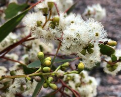 Eucalyptus behriana