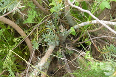 Leucadendron stellare