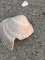 Dallocardia quadragenaria