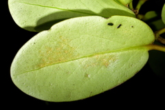 Griselinia littoralis