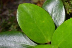 Griselinia littoralis