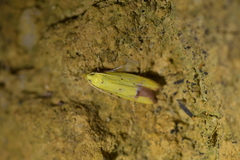 Gymnobathra flavidella