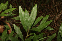 Beilschmiedia obtusifolia