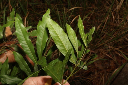 Image of Beilschmiedia obtusifolia by (c) Greg Tasney, some rights reserved (CC BY-SA)