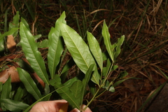Beilschmiedia obtusifolia