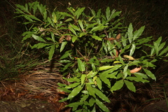 Beilschmiedia obtusifolia