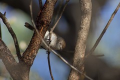 Acanthiza uropygialis