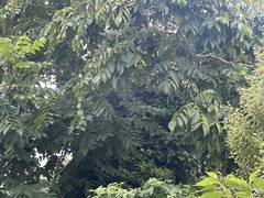 Juglans ailantifolia