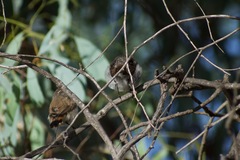 Acanthiza uropygialis