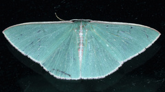 Chlorocoma assimilis