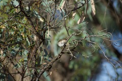 Acanthiza uropygialis