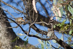 Acanthiza uropygialis