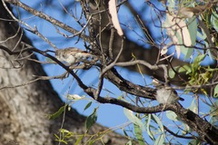 Acanthiza uropygialis