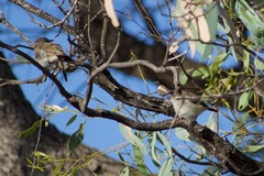 Acanthiza uropygialis