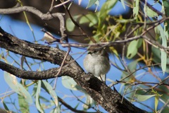 Acanthiza uropygialis