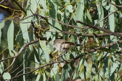 Acanthiza uropygialis