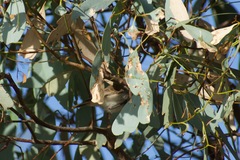 Acanthiza uropygialis