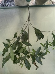Guioa acutifolia