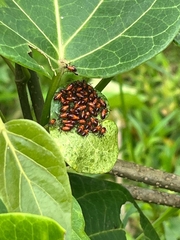 Oncopeltus nigriceps